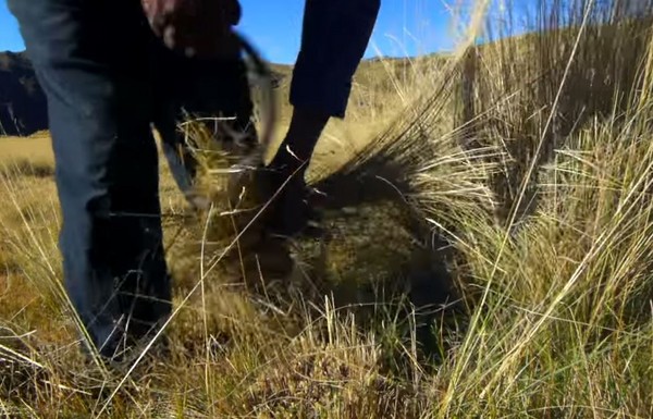 奎斯瓦洽卡选用的材料都是当地就能取得的「野草」。