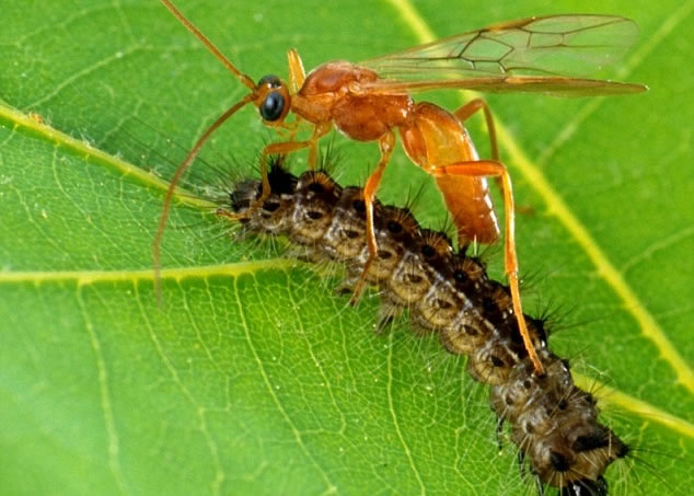 ��������Ϯ��ë��ʱ���Ὣ������ͬ����һͬע����Է����ڡ�