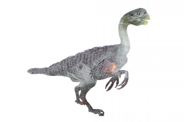 路易贝贝的成年个体应该是目前发现的最大的窃蛋龙类恐龙,体形相当于“暴龙”等大型食肉恐龙,其身体是长毛的,从外观上看,像一只巨大的鸵鸟。