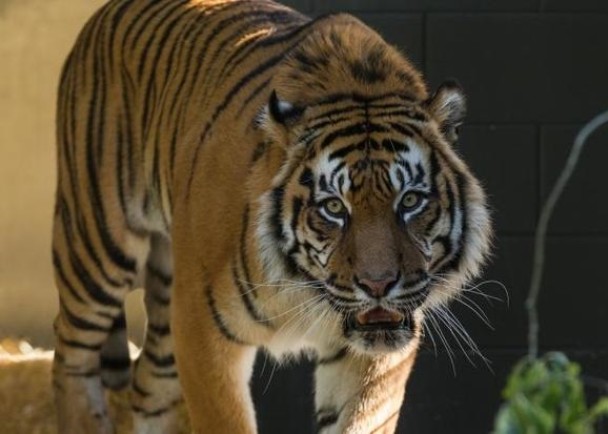 ������ϣ�����ֲ�Ҫ�˵�������ȣ�ͼ����