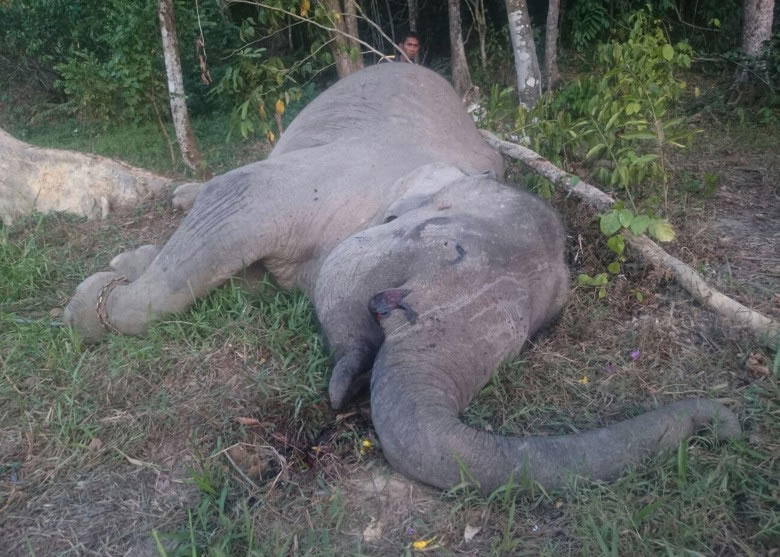 勇基一生为人类工作,却反被杀害。