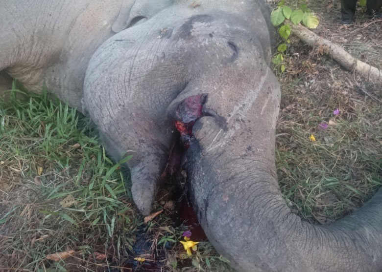 勇基的象牙被割去