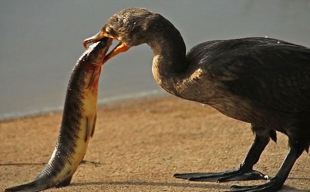 ������������ݹ���Ұ�����ﱣ������˲�׽��һ��46���׳���ȸ����һ������