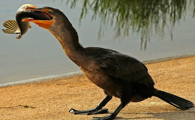 ������������ݹ���Ұ�����ﱣ������˲�׽��һ��46���׳���ȸ����һ������