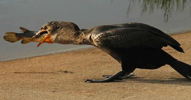 ������������ݹ���Ұ�����ﱣ������˲�׽��һ��46���׳���ȸ����һ������