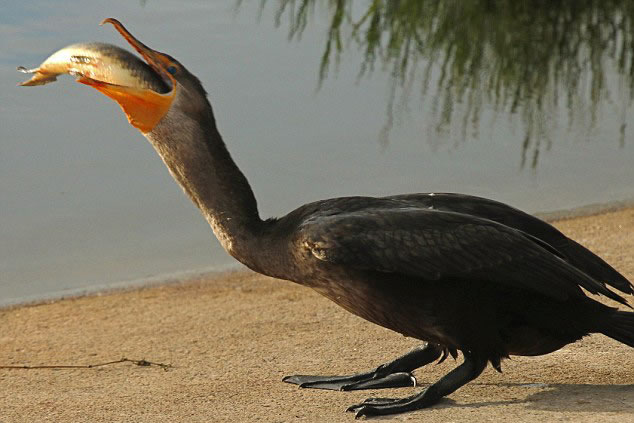 ������������ݹ���Ұ�����ﱣ������˲�׽��һ��46���׳���ȸ����һ������