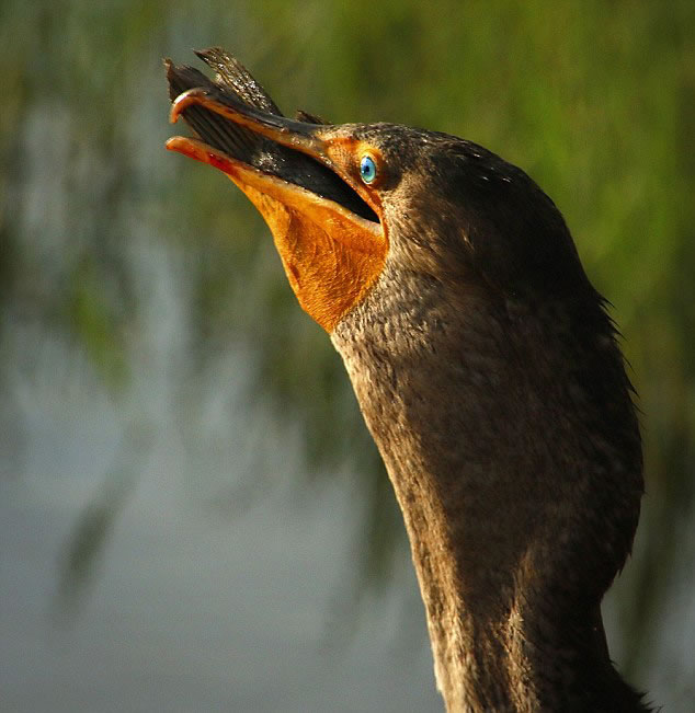 ������������ݹ���Ұ�����ﱣ������˲�׽��һ��46���׳���ȸ����һ������