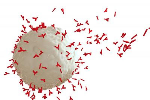 据两项新的研究披露,由感染JC多瘤病毒所导致的一种致命脑病的患者无法产生可识别该病毒的抗体。