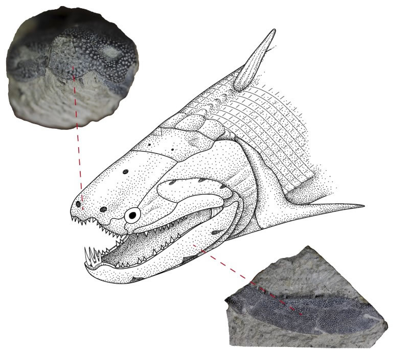 最新研究发现牙釉质很可能起源于原始鱼类的鳞片