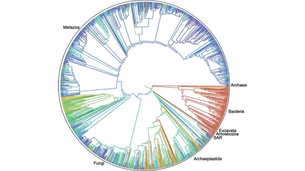 第一个涵盖动物、植物、真菌、微生物约230万个已命名物种的“生命树”草图
