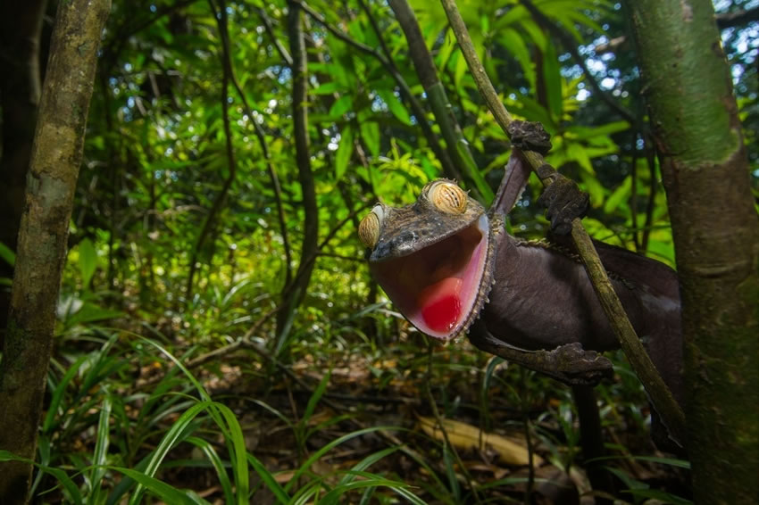 Ӣ˹жѧϵѧ˹ĵĿɰαװʦ