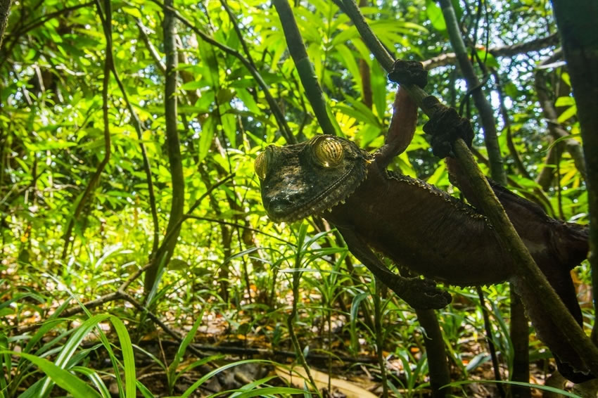 Ӣ˹жѧϵѧ˹ĵĿɰαװʦ