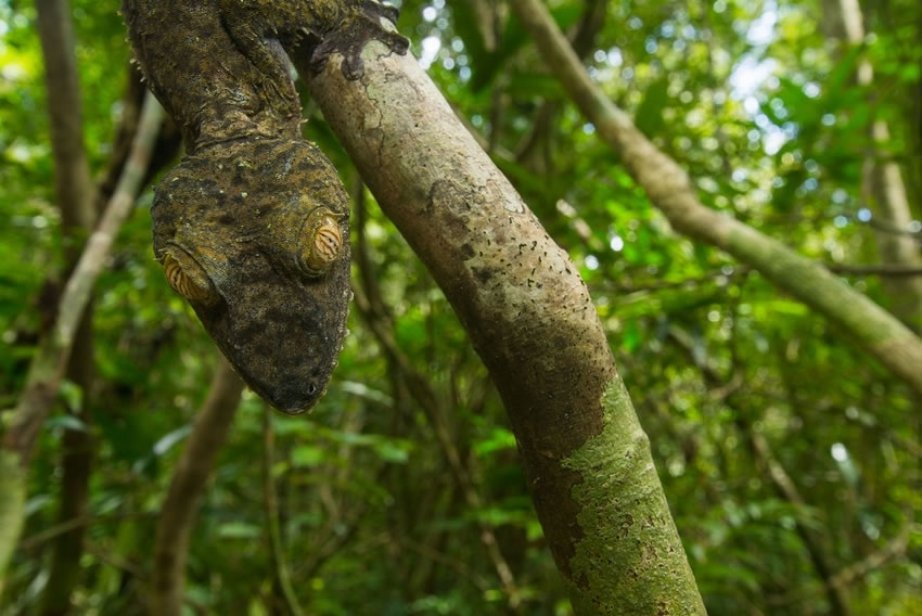 Ӣ˹жѧϵѧ˹ĵĿɰαװʦ