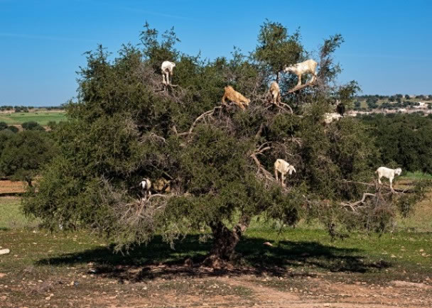 һ��Ⱥɽ��վ�����ϣ�Զ������һ�á�ɽ��������