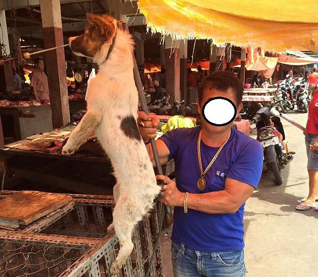 印度尼西亚市场残忍屠杀猫狗