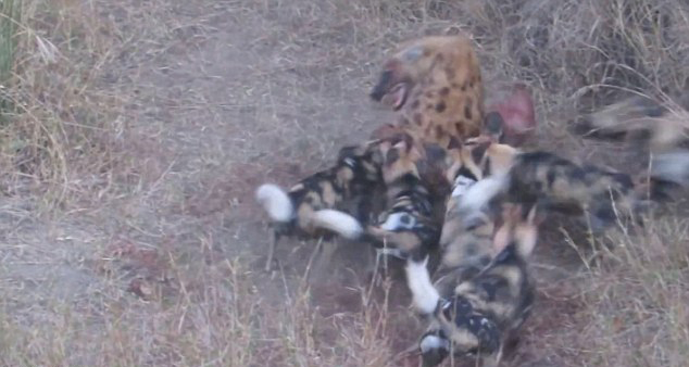 非洲克鲁格国家公园两只鬣狗企图抢夺一群野狗食物 遭到野狗包围撕咬落败而归