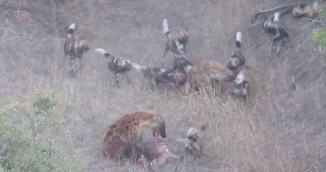 非洲克鲁格国家公园两只鬣狗企图抢夺一群野狗食物 遭到野狗包围撕咬落败而归