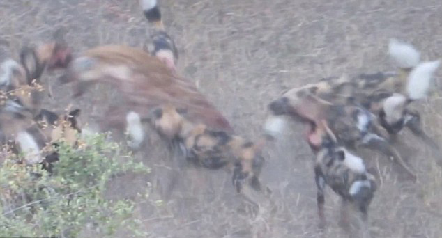 非洲克鲁格国家公园两只鬣狗企图抢夺一群野狗食物 遭到野狗包围撕咬落败而归