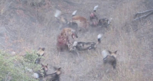 非洲克鲁格国家公园两只鬣狗企图抢夺一群野狗食物 遭到野狗包围撕咬落败而归