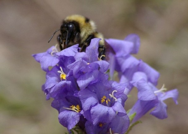 蜜蜂舌头愈长,愈消耗体力。