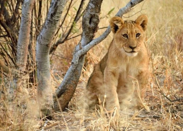 ˧������ʨһ��ѧ��������