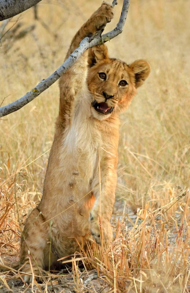 ��ʨ����ʧ�ܣ�һ����̬��