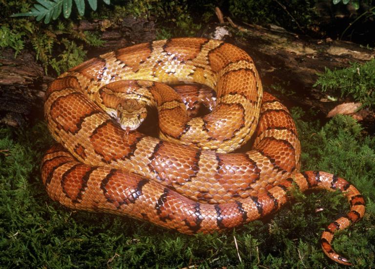一般来说,蛇的腹部不会有繁复的花纹。玉米锦蛇是个例外,腹部那引人注目的棋盘格花纹,让它看起来就像一根玉米。 Photograph by Breck P. Ken