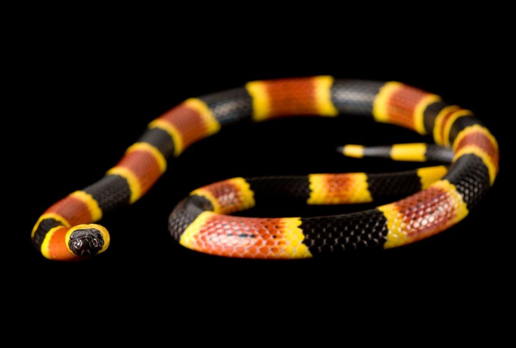 有毒的金黄珊瑚蛇身上缤纷的色环具有向意欲猎杀它的捕食者发出警示的功能。 Photograph by Joel Sartore, National Geograp