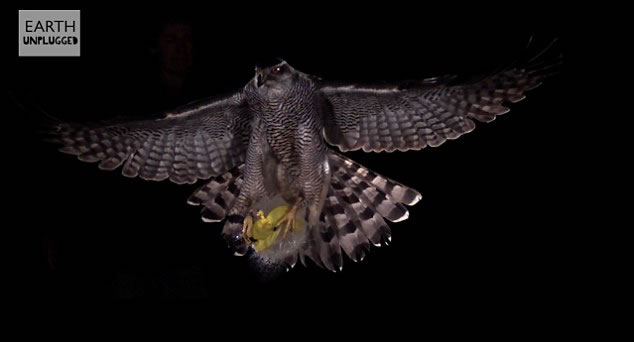 ӢBBCEarth UnpluggedƵƵչʾදԲ