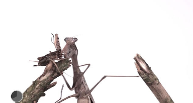 ӢBBCEarth UnpluggedƵƵչʾදԲ