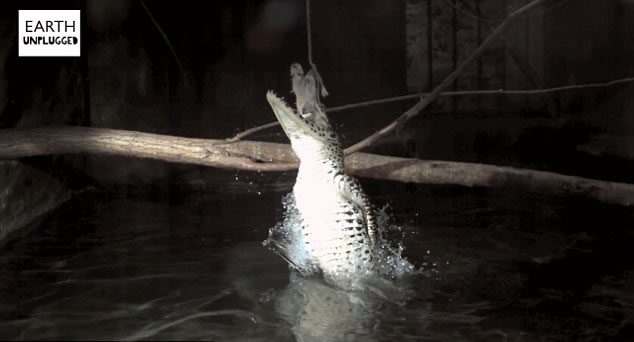 ӢBBCEarth UnpluggedƵƵչʾදԲ