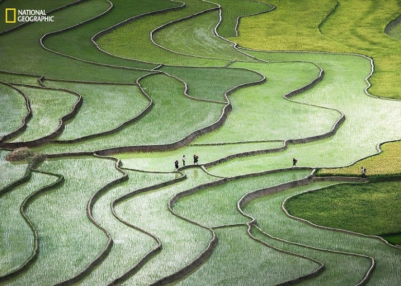 越南摄影师阮琼英(Quynh Anh Nguyen)捕捉工人在层层梯田上工作的情形。