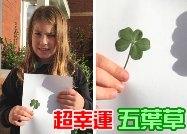 ��ά����ͼ�����˵ط���һƬ��Ҷ��