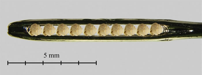 广西石灰岩地区发现世界上最小的陆地蜗牛Angustopila dominikae