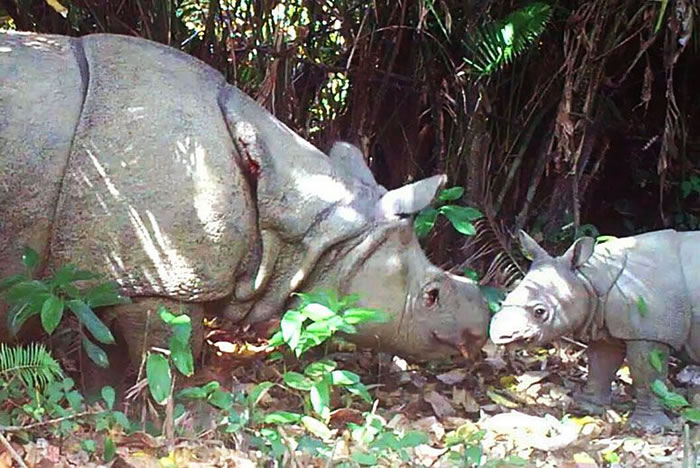 印尼乌戎库隆国家公园(Ujung Kulon National Park)里的相机陷阱捕捉到严重濒危的爪哇犀牛与幼兽的影片。