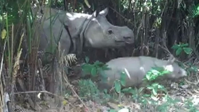印尼乌戎库隆国家公园(Ujung Kulon National Park)里的相机陷阱捕捉到严重濒危的爪哇犀牛与幼兽的影片。