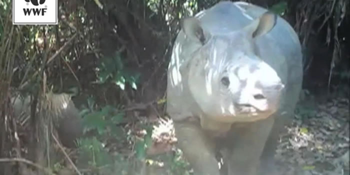 印尼乌戎库隆国家公园(Ujung Kulon National Park)里的相机陷阱捕捉到严重濒危的爪哇犀牛与幼兽的影片。