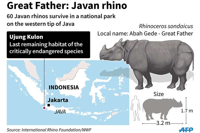 印尼乌戎库隆国家公园(Ujung Kulon National Park)里的相机陷阱捕捉到严重濒危的爪哇犀牛与幼兽的影片。