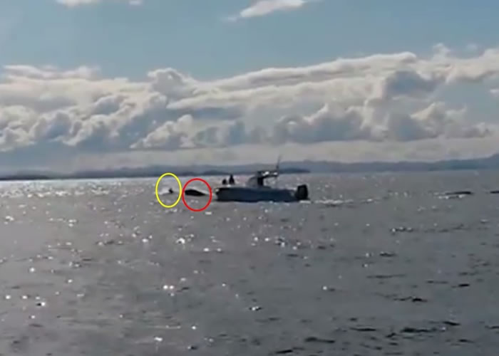 Ƭ�οɼ�һ��ɱ�˾�����Ȧ��Ծ�����棬������һ�����ࣨ��Ȧ����