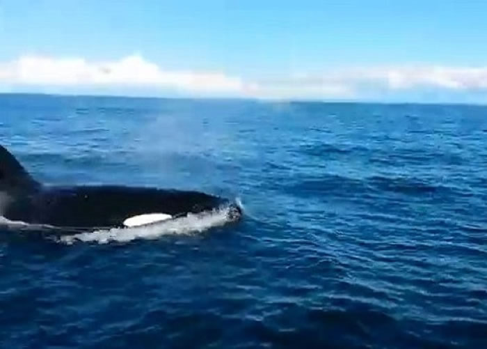 ɱ�˾�һ���ε����ѵĴ��ߣ�������ߡ�