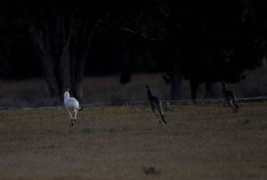 澳大利亚悉尼市利物浦多娜国家森林发现两只白化袋鼠