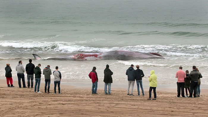 Ӣ�������������ְ�������������ǳ����