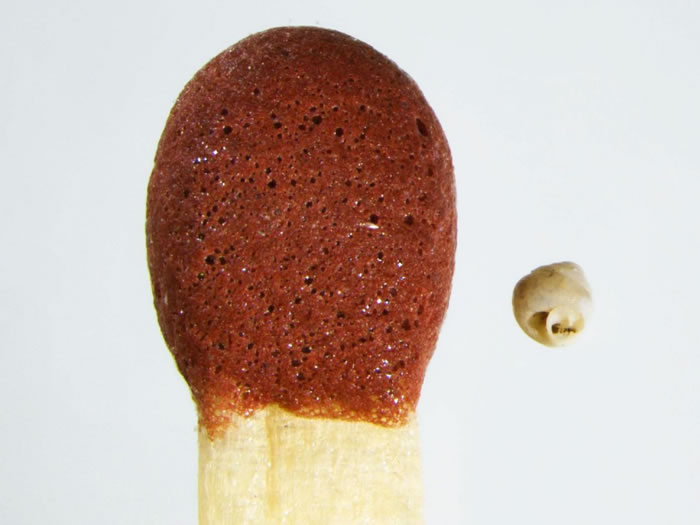 ��������֪��С��΢����ţAngustopila dominikae��һ�������Աߡ� PHOTOGRAPH BY DR. BARNA P��LL-GERGELY