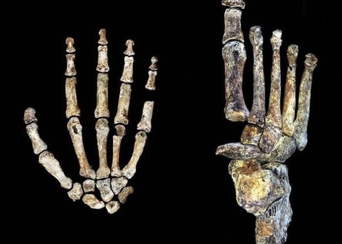 专家研究这些骸骨的手指及脚趾后,发现这些人可以直立行走及爬树。