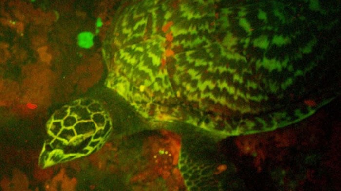 南太平洋发现世界上第一种“荧光”爬行动物:一只出现在所罗门群岛附近海域的玳瑁