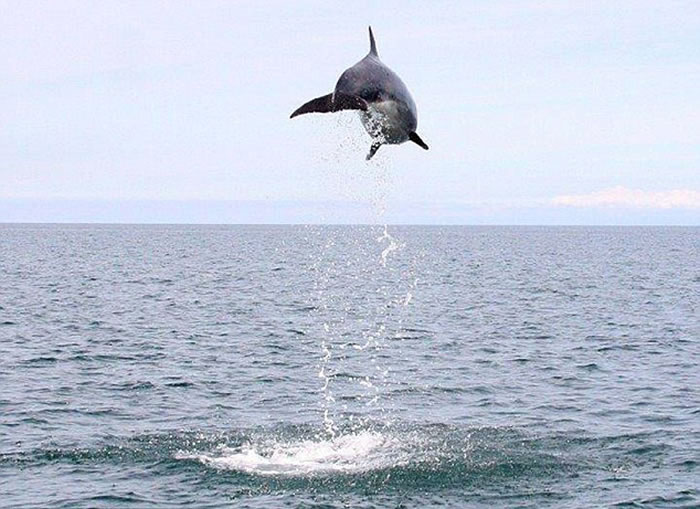 Ӣ������ʿ���������ϸ�����Ǻ���Ծ��ˮ�澹������4.6�׸߶�