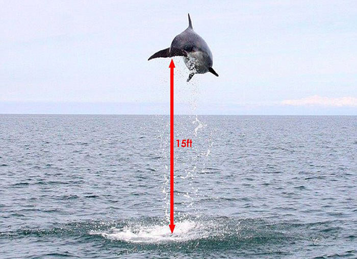 Ӣ������ʿ���������ϸ�����Ǻ���Ծ��ˮ�澹������4.6�׸߶�