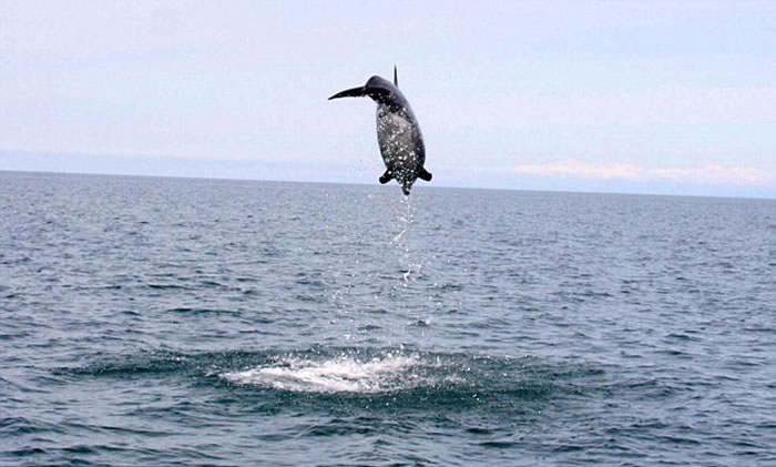 Ӣ������ʿ���������ϸ�����Ǻ���Ծ��ˮ�澹������4.6�׸߶�