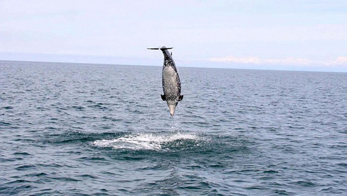 Ӣ������ʿ���������ϸ�����Ǻ���Ծ��ˮ�澹������4.6�׸߶�