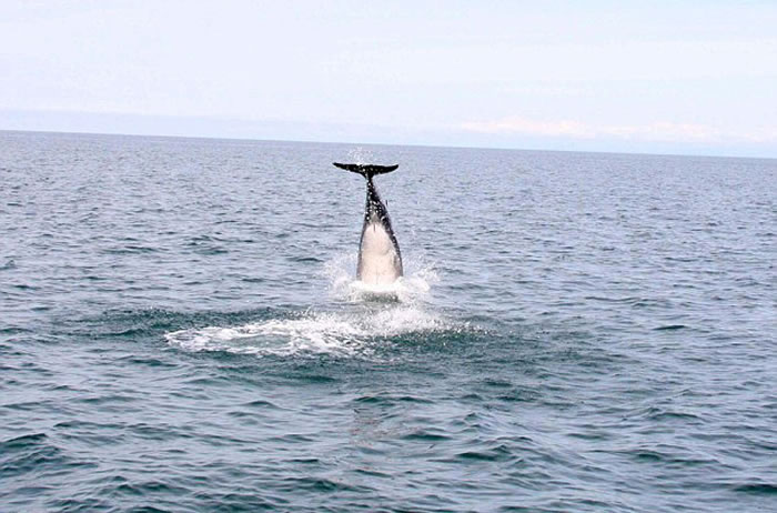 Ӣ������ʿ���������ϸ�����Ǻ���Ծ��ˮ�澹������4.6�׸߶�